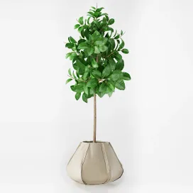 Ficus elastica